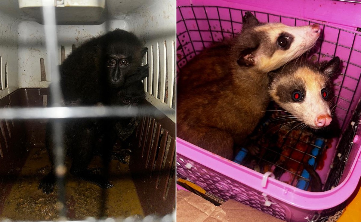 Black Macaque, Gorillas Among 8 Rare Animals Seized In Assam, 5 Arrested