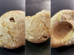 Fossil Found In Jaisalmer A 180-Million-Year-Old Dinosaur Egg, Claims Scientist Fossil Found In Jaisalmer A 180-Million-Year-Old Dinosaur Egg, Claims Scientist