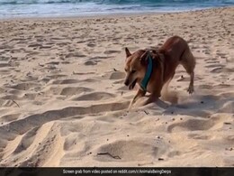This Dog's Dance And Sand Art Will Tempt You In This Dog's Dance And Sand Art Will Tempt You In