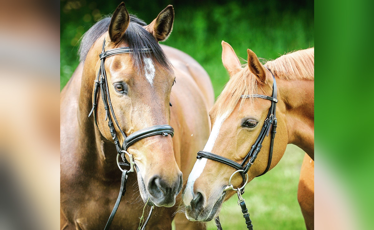 Horses Dragged Behind Pickup Truck In US, Driver Ignores Calls To Stop