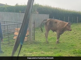 Watch: Cow Falls Into A Tiny Sinkhole In UK, This Is What Happens Next Watch: Cow Falls Into A Tiny Sinkhole In UK, This Is What Happens Next
