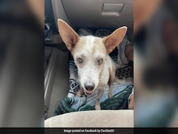 US Woman Arrested For Dumping Blind, Old Dog On Side Of Highway US Woman Arrested For Dumping Blind, Old Dog On Side Of Highway
