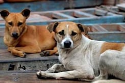 "Strays Being Picked Up Using Nooses For G20, Dumped In Shelters Far Away": Activists "Strays Being Picked Up Using Nooses For G20, Dumped In Shelters Far Away": Activists
