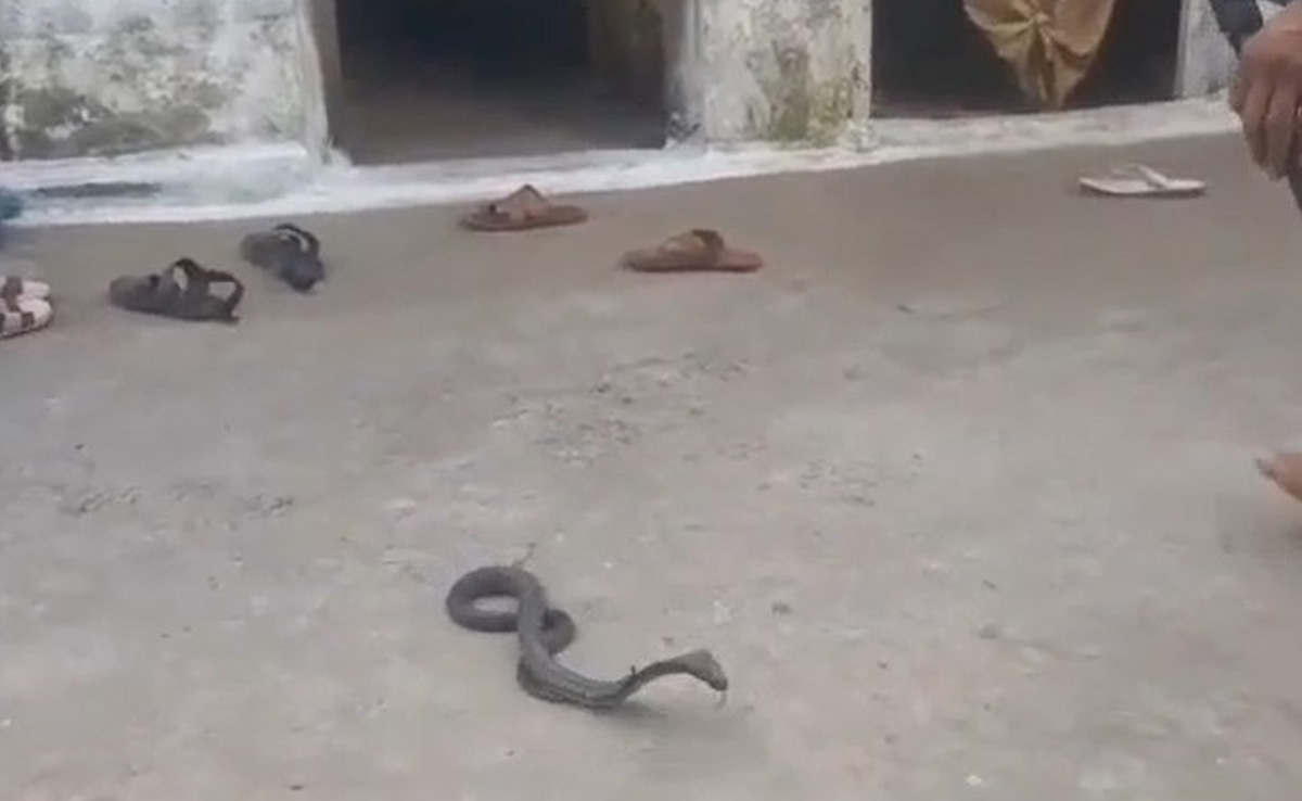 Sagar: घर में घुसे कोबरा सांप को देखकर घरवालों को हुई दहशत, कड़ी मशक्कत के बाद पकड़ा