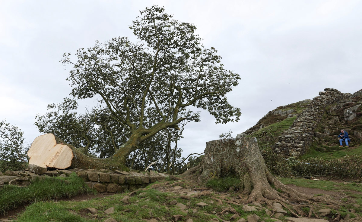 One Of UK's Most Photographed Trees "Cut Down With Chainsaw"