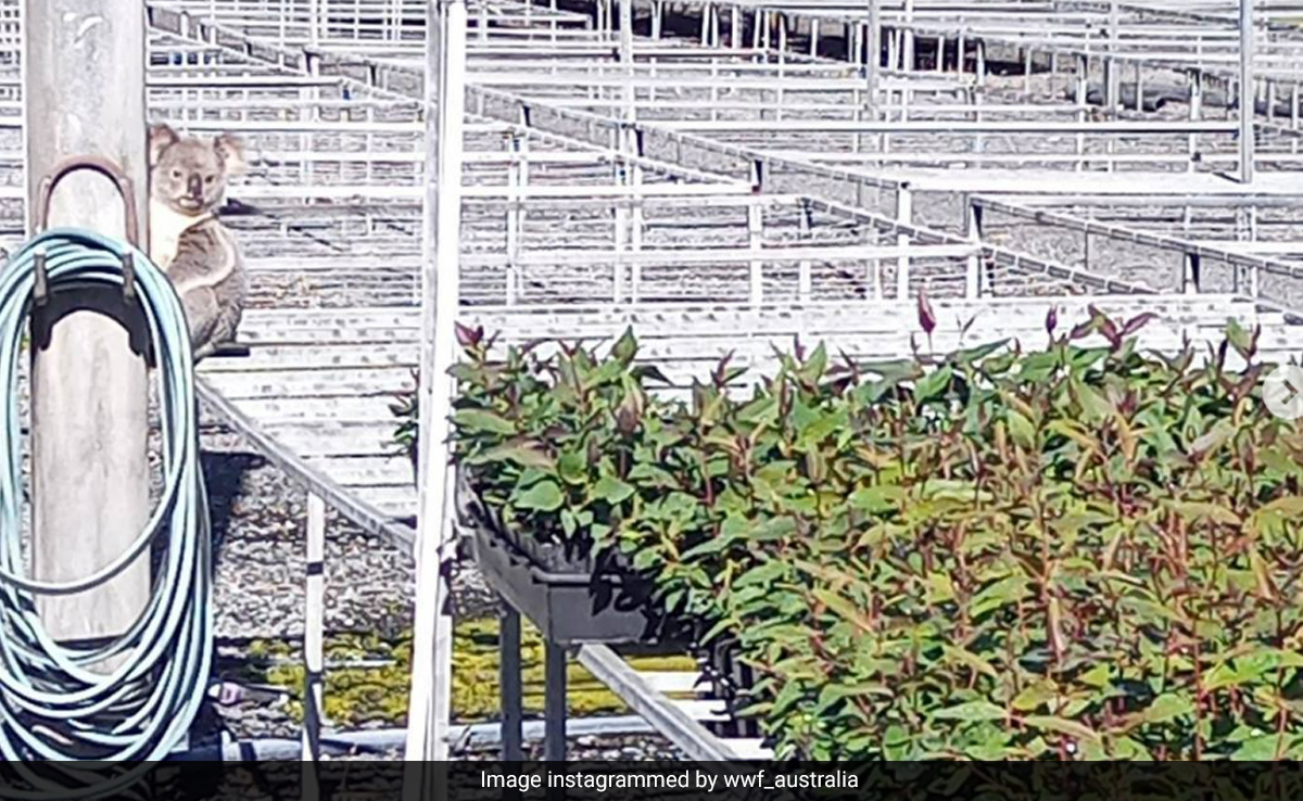 Koala Eats Plants Worth Almost $4,000 at Nursery in Australia