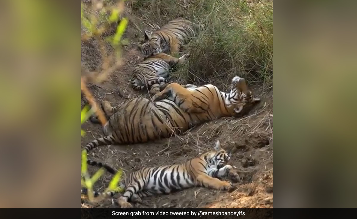 Wholesome Video Shows Tiger Family Taking A Nap In The Wild