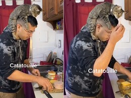 "Catatouille": Video Of Cat Turning Chef To Help Human Impresses Internet "Catatouille": Video Of Cat Turning Chef To Help Human Impresses Internet