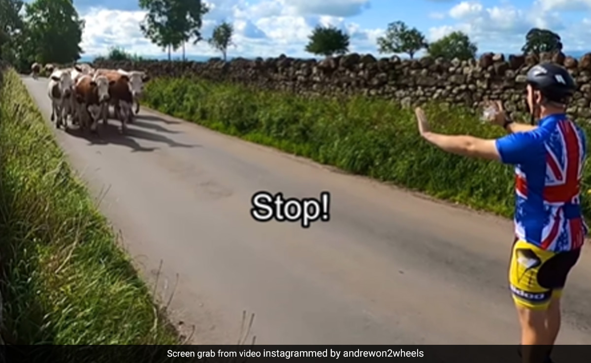 Cyclist Sees Herd Of Cows Coming Towards Him, Here's What He Did Next