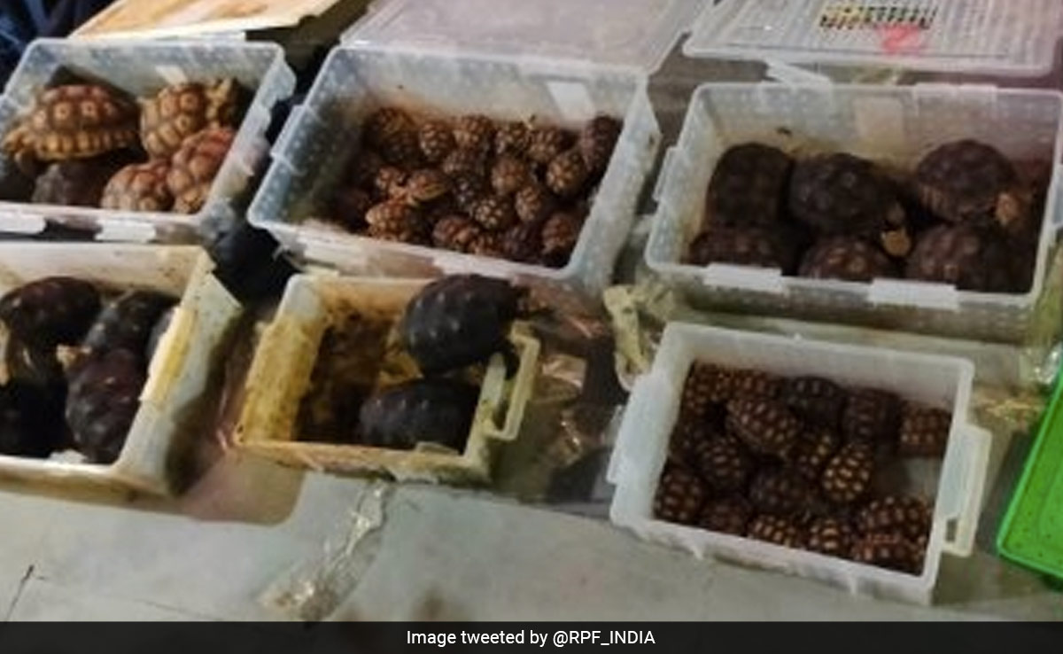 74 Tortoises Found Hidden In Boxes At Assam Railway Station, 2 Arrested
