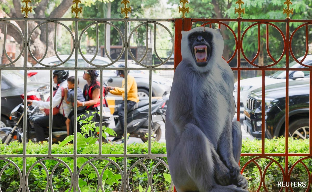 Ahead Of G20 Meet, Langur Cutouts, Mimics Will Fight Delhi's Monkey Menace