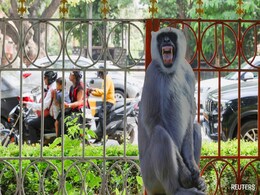 Ahead Of G20 Meet, Langur Cutouts, Mimics Will Fight Delhi's Monkey Menace Ahead Of G20 Meet, Langur Cutouts, Mimics Will Fight Delhi's Monkey Menace