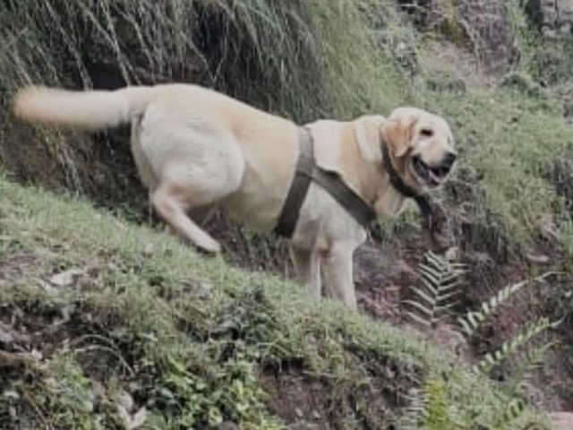 Chasing Terrorists, Army Dog Dies Trying To Save Handler