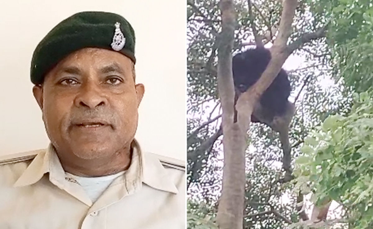 सीहोर : भालू को देख दहशत में ग्रामीण...पटाखों की आवाज सुन भागा