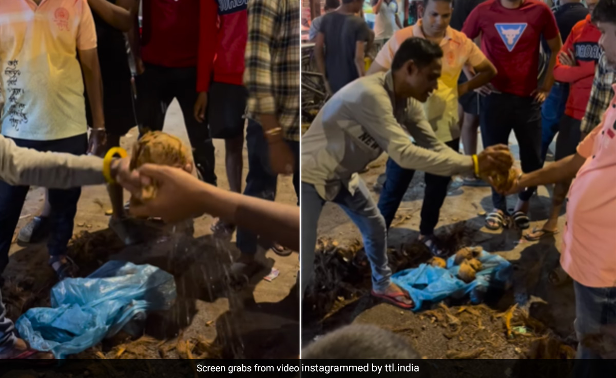 नारियल को हथेली पर रखकर फोड़ते दिखे लोग, खतरनाक खेल का Video वायरल, लोग बोले- सिर पर रखकर ज्यादा मज़ा आएगा...