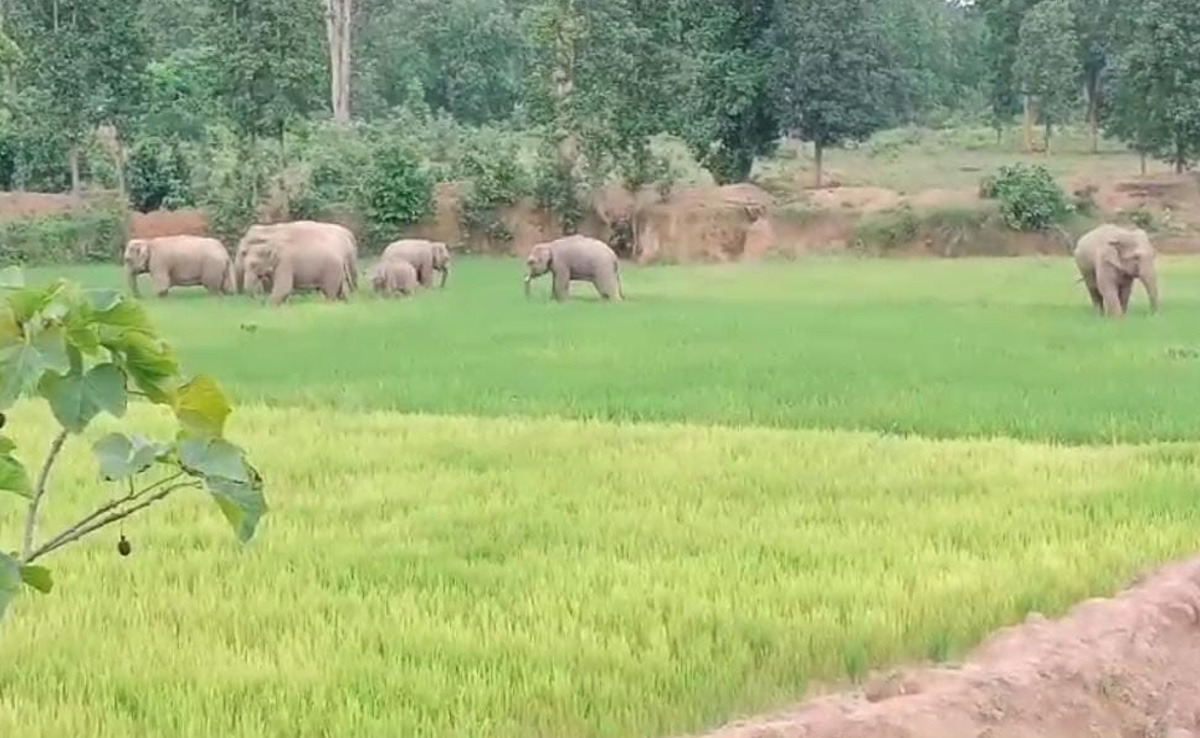 Ambikapur :हाथियों के झुड ने युवक को कुचल कर मार डाला, इलाके में फैली दहशत