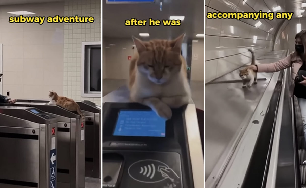 Viral Video: Adorable Cats Make Turkey's Subway Their Playground