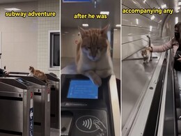 Viral Video: Adorable Cats Make Turkey's Subway Their Playground Viral Video: Adorable Cats Make Turkey's Subway Their Playground