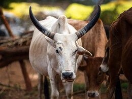 MP News : गोवंश को खुला छोड़ने वालों पर होगा एक्शन, धारा 144 के साथ लगेगा जुर्माना  MP News : गोवंश को खुला छोड़ने वालों पर होगा एक्शन, धारा 144 के साथ लगेगा जुर्माना