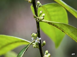 Tree That Went Extinct In 1838 Resprouts In Brazil City 200 Years Later Tree That Went Extinct In 1838 Resprouts In Brazil City 200 Years Later