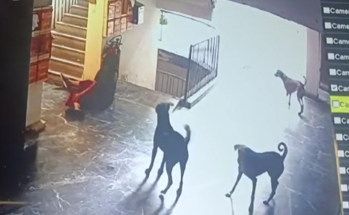 Delhi Woman Chased By Pack Of Stray Dogs, Ends Up In Hospital For Surgery