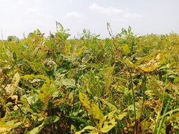 सोयाबीन की फसल बर्बाद होने से मध्य प्रदेश में हाहाकार, किसानों को हुआ भारी नुकसान 