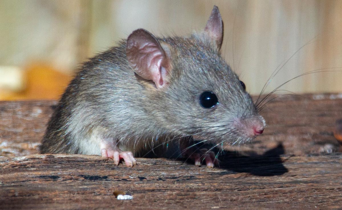 UK Man Claims He Found A Live Mouse In His Soup: ''Tail Was The First Thing...''