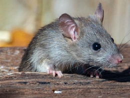 Diwali Tips and Tricks: मोठी समस्या संपली! घरात उंदीर असतील तर न मारता पळवून लावण्यासाठी लगेच वापरा ही ट्रिक