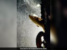 धुआं छोड़ती फंगस को देख हैरान रह गए लोग, असल माजरा जान आप भी विज्ञान को करेंगे सलाम धुआं छोड़ती फंगस को देख हैरान रह गए लोग, असल माजरा जान आप भी विज्ञान को करेंगे सलाम