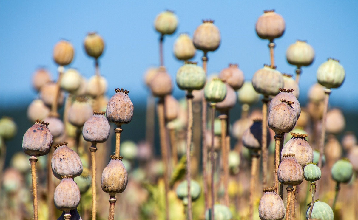 Centre Announces Annual Licensing Policy For Poppy Cultivation In 3 States