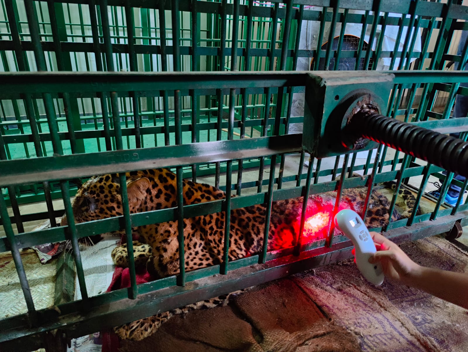 जबलपुर : पहली बार तेंदुए के इलाज में इस्तेमाल की जा रही है लेजर थेरेपी, तेजी से भर रहे हैं घाव