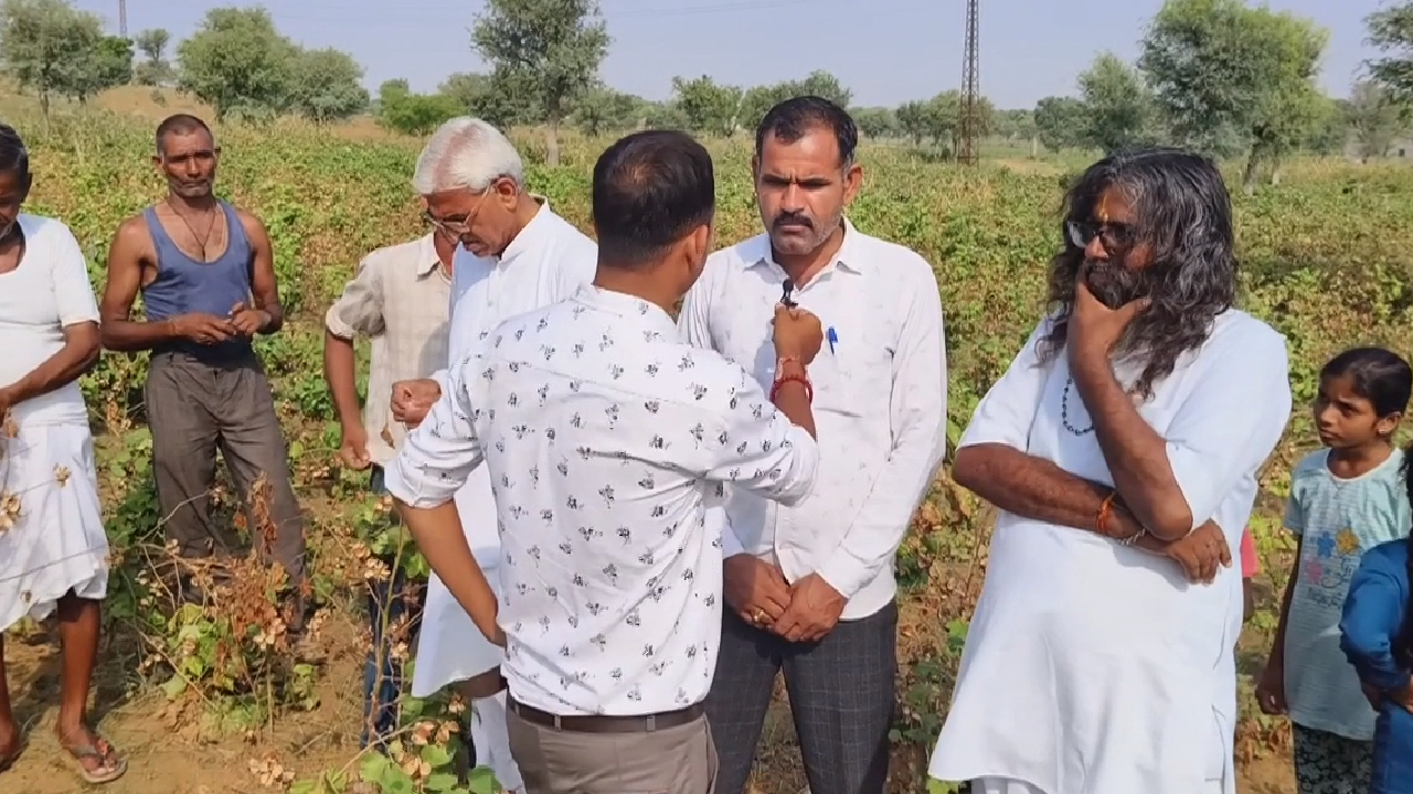 Rajasthan के Churu में बारिश नहीं होने के चलते किसानों की 80 फ़ीसदी फसल बर्बाद !