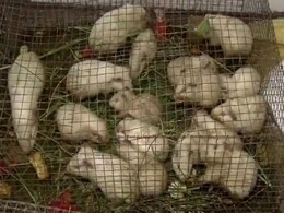 ग्वालियर : कागज मांगे तो स्टेशन पर ही 40 गिनी पिग छोड़ गईं महिलाएं, खातिरदारी ने उड़ाई रेलवे की नींद ग्वालियर : कागज मांगे तो स्टेशन पर ही 40 गिनी पिग छोड़ गईं महिलाएं, खातिरदारी ने उड़ाई रेलवे की नींद