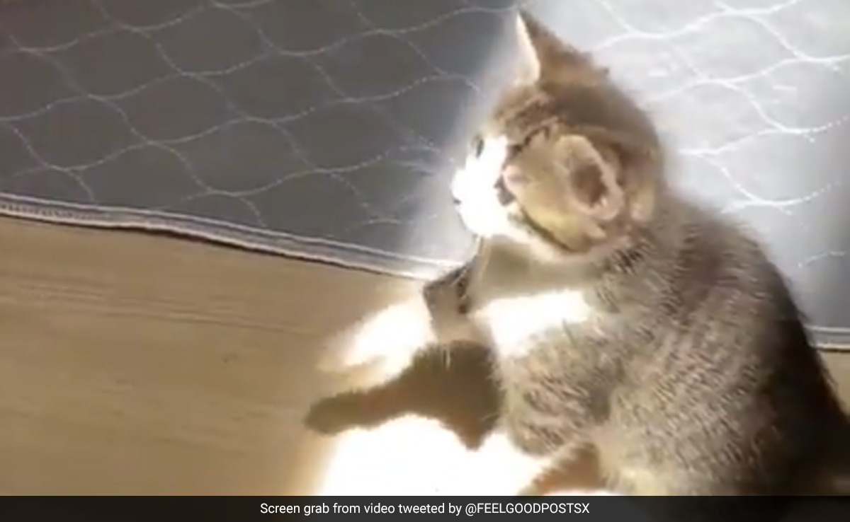 सूरज की रोशनी को पकड़ने की कोशिश कर रही थी बिल्ली, Cute Video ने जीता लोगों का दिल