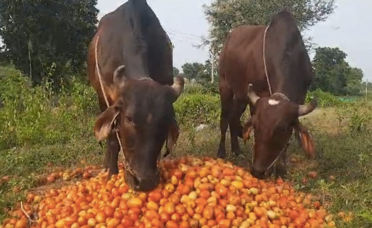 MP: 2-3 रुपए में बिक रहा 200 रुपए किलो बिकने वाला टमाटर, मजबूरी में जानवरों को खिला रहे किसान