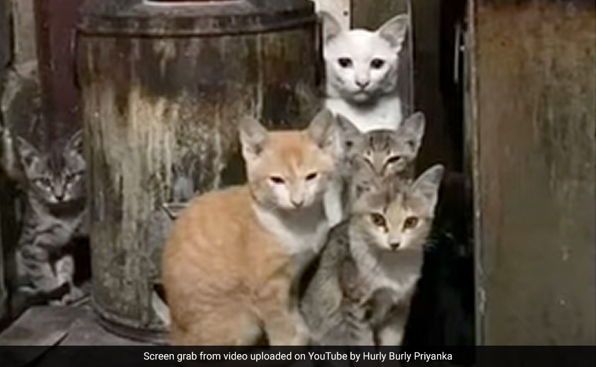 बाज़ सी तेज़ नज़र वाले ही पूरा कर पाएंगे ये चैलेंज, तस्वीर देखकर बताइए कहां छिपी है छठी बिल्ली