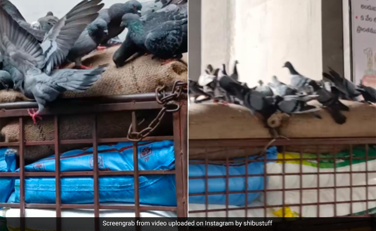 चलती गाड़ी से अनाज चुराता दिखा कबूतरों का झुंड, Video देख लोगों ने खूब लिए मज़े, आप भी देखें कैसे हुई ये चोरी