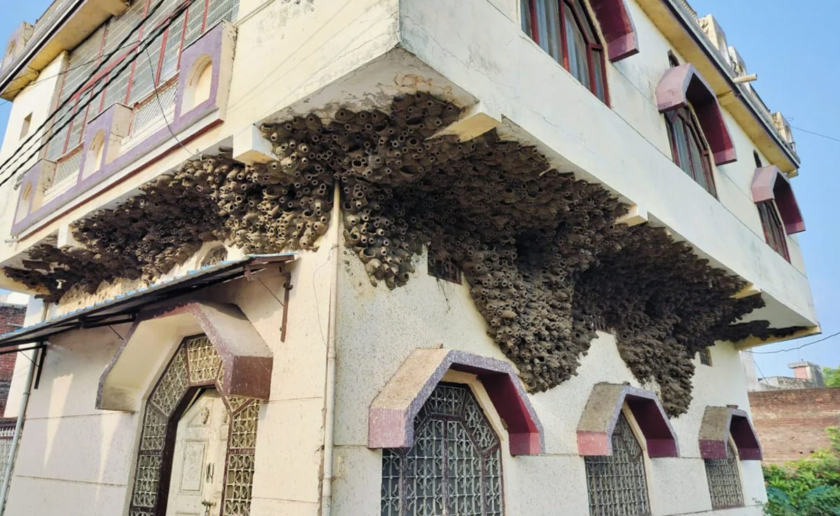 Unique Mud Nests of Swallow Birds Draw People To This Rajasthan Village