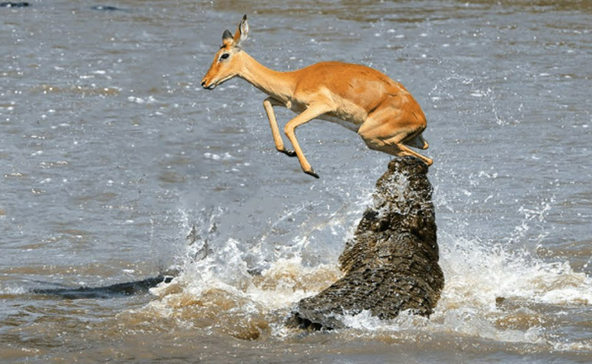शिकार को देख पानी में छिपकर मगरमच्छ ने मारा झपट्टा, लेकिन हिरण की हिम्मत के आगे झुक गई मौत