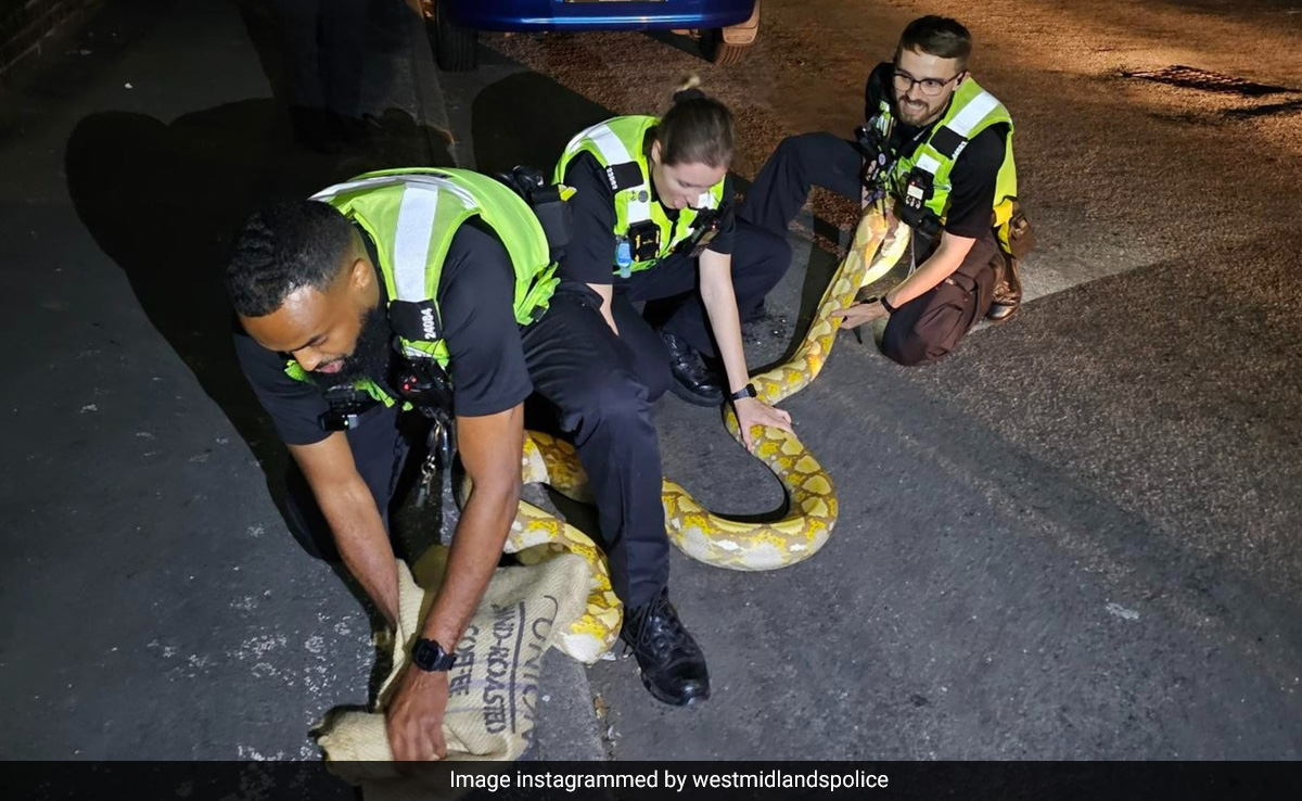 12-Foot Python Roaming Around Street Captured By Police In UK