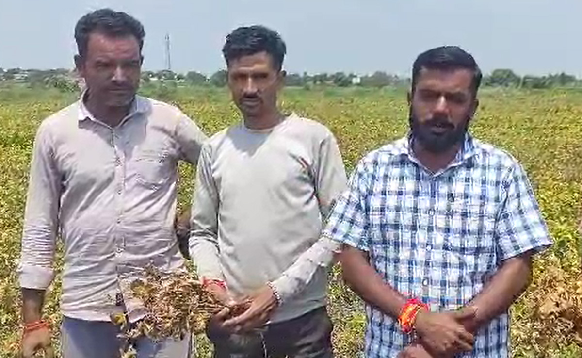 बारिश बिन चौपट हो रही फसल, अब इंद्रदेव को मनाने में जुटे पीड़ित किसान