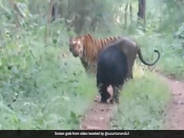 बाघ के पीछे-पीछे चल रहा था भालू, देखते ही वहीं बैठ गया बाघ, फिर भालू ने जो किया, नहीं कर पाएंगे यकीन बाघ के पीछे-पीछे चल रहा था भालू, देखते ही वहीं बैठ गया बाघ, फिर भालू ने जो किया, नहीं कर पाएंगे यकीन