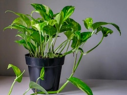 मनी प्लांट के बाद ये 5 पौधे ला सकते हैं आपके घर में धन वैभव, जान लें इनके बारे में  मनी प्लांट के बाद ये 5 पौधे ला सकते हैं आपके घर में धन वैभव, जान लें इनके बारे में