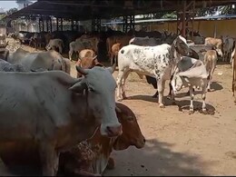 लंपी वायरस को लेकर कोटा में अलर्ट, गोवंश को बचाने के लिए नगर निगम ने उठाए ये कदम