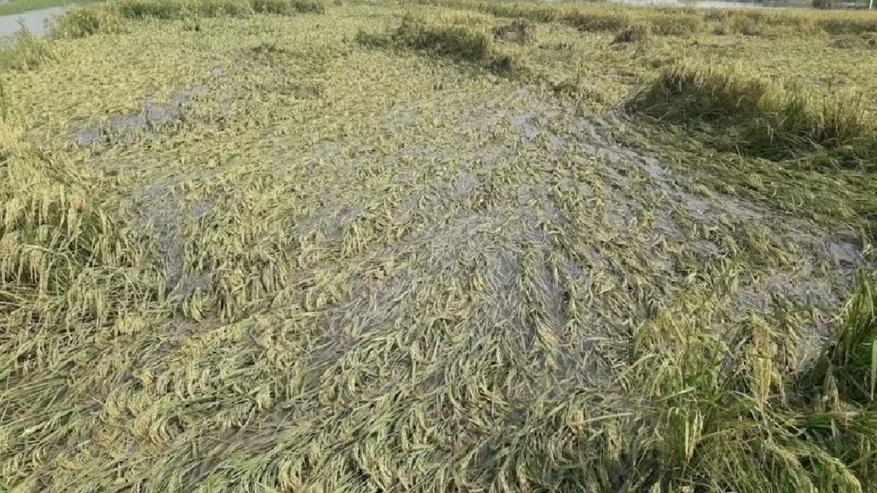 Dausa में बारिश से किसानों की फसल बर्बाद, प्रशासन पर लापरवाही का आरोप !