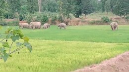 Chhattisgarh News: सरगुजा में 11 हाथियों ने मचाया आतंक, इलाके में दहशत का माहौल&nbsp;