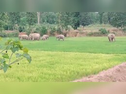 Chhattisgarh News: सरगुजा में 11 हाथियों ने मचाया आतंक, इलाके में दहशत का माहौल 