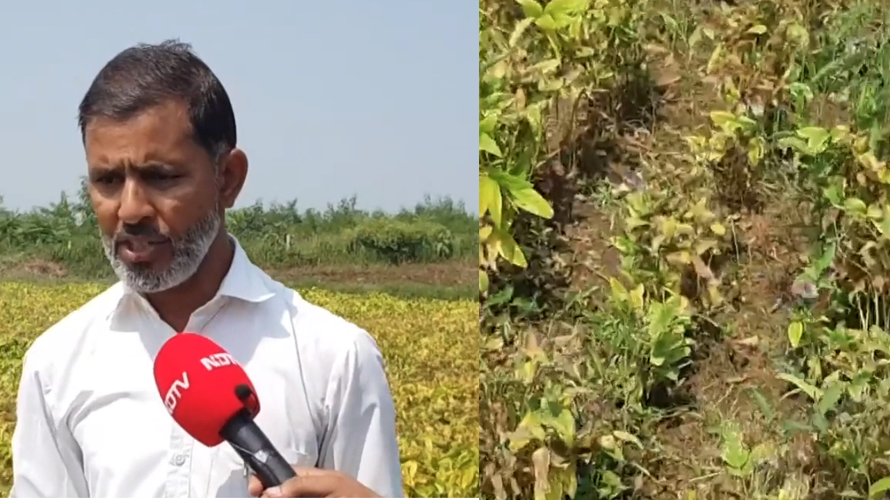 MP के Agar Malwa में बारिश नहीं होने की वजह से Soyabean की फसल बर्बाद के कगार पर