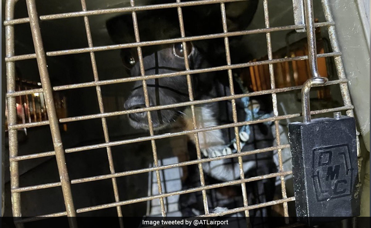 Delta Passenger's Missing Dog Found Safe After 3 Weeks At US Airport