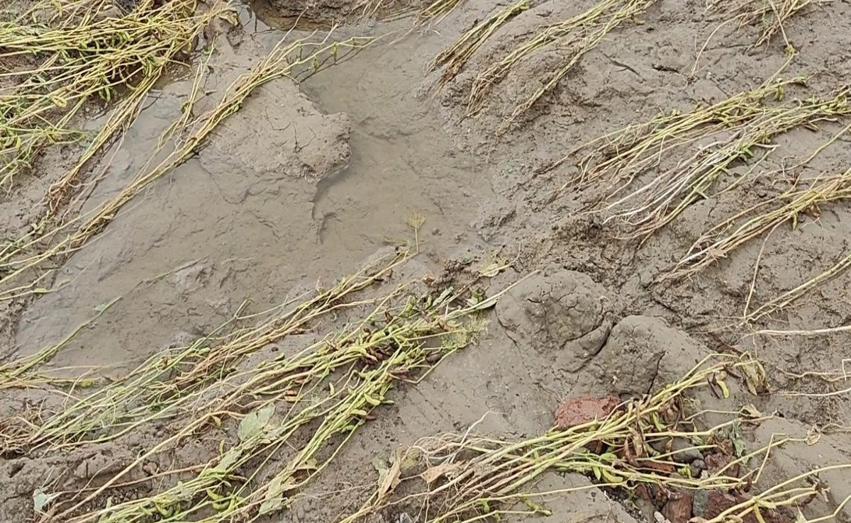 पहले सूखा और अब बाढ़... मौसम की मार से बेहाल किसान, पानी से फसलें बर्बाद